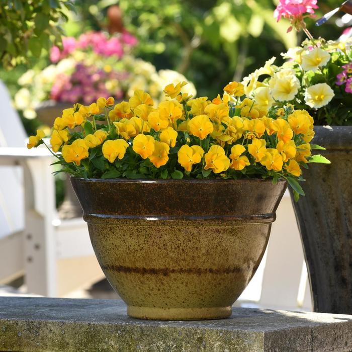 Viola cornuta 'Halo Golden Yellow' Viola from Garden Center Marketing