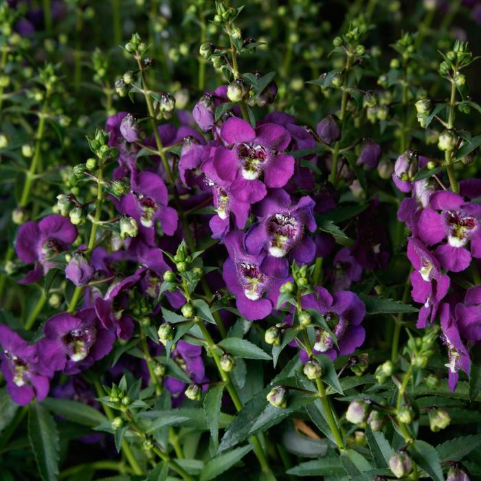 Angelonia angustifolia Angelissa™ 'Purple' (196844)