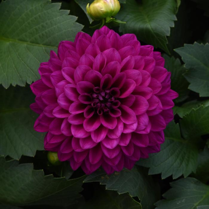 Dahlia Venti™ 'Royal Purple' (197567)