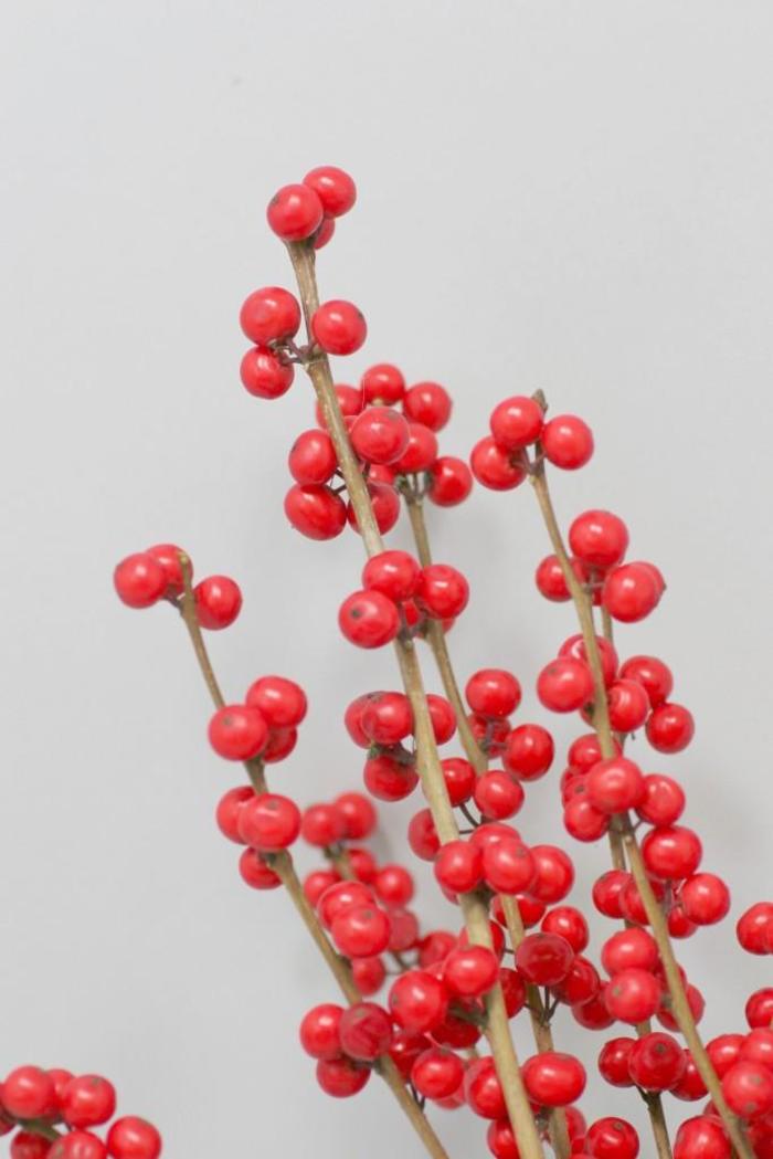 Ilex Magical Winter Jewel, Female Winterberry - Sugar Creek Gardens