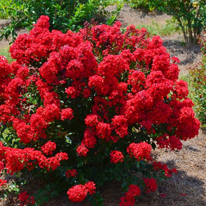 Lagerstroemia 'Red Magic™' PIILAG-VI Crapemyrtle | Garden Center Marketing