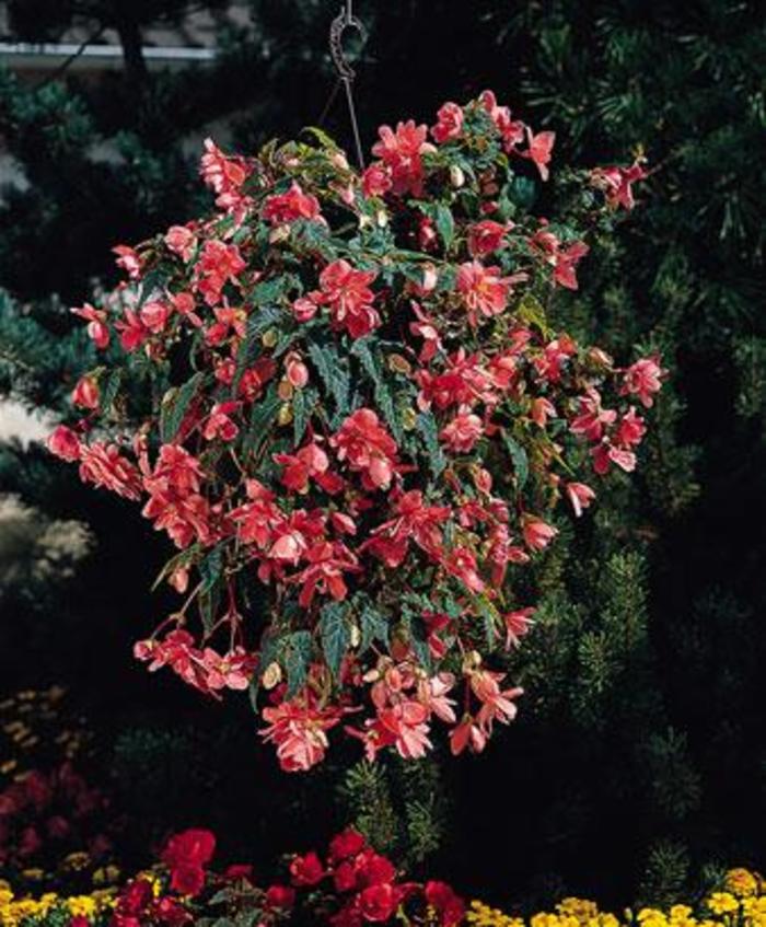 Begonia x tuberhybrida Illumination® 'Salmon Pink' (204724)