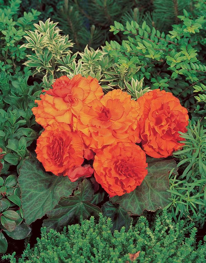 Begonia x tuberhybrida Nonstop® 'Orange' (205097)