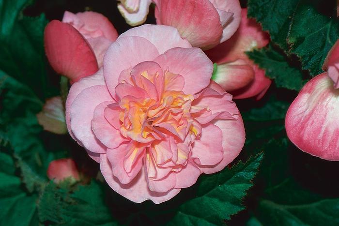 Begonia x tuberhybrida Nonstop® 'Pink' (205099)