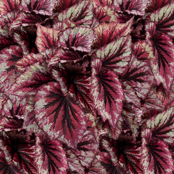 Begonia rex-cultorum Shadow King® 'Cherry Mint' (205551)