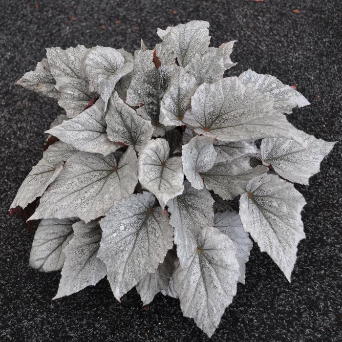 Begonia rex-cultorum Shadow King® 'Cool White' (205553)