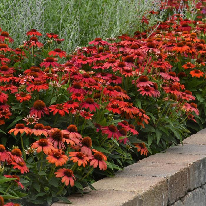 Echinacea Artisan™ 'Ombre Red' (206000)