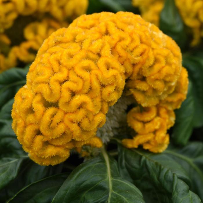 Celosia cristata Concertina™ 'Yellow' (207077)