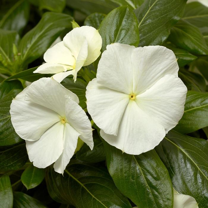 Catharanthus roseus Cora® 'Cascade White' (207209)