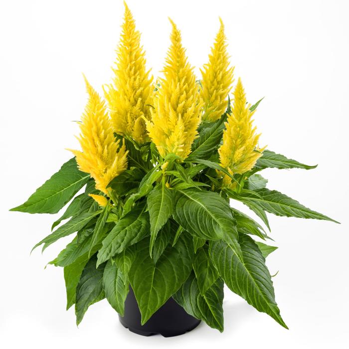 Celosia spicata Kelos® 'Fire Yellow' (207552)