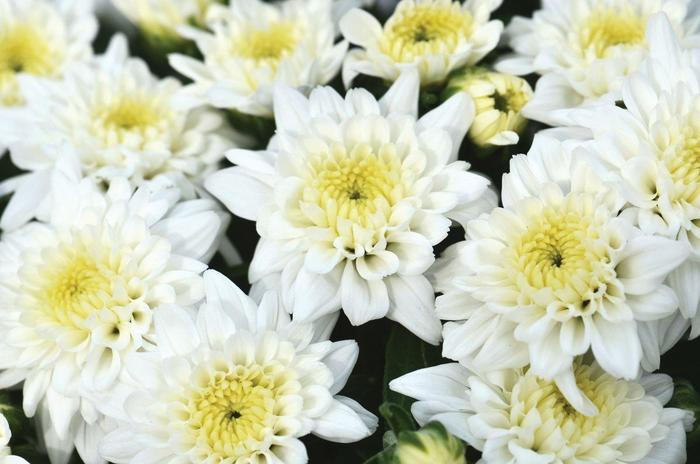 Chrysanthemum grandiflorum 'Celestial White' (207557)