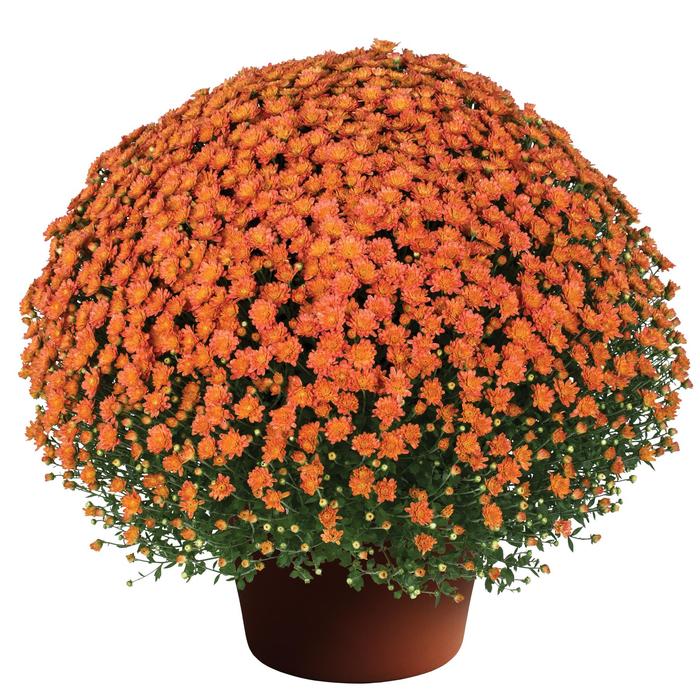 Chrysanthemum x morifolium Jacqueline™ 'Orange Fusion' (207626)