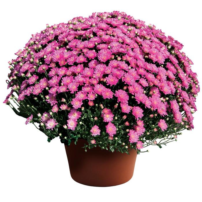 Chrysanthemum x morifolium Jacqueline™ 'Pink' (207628)