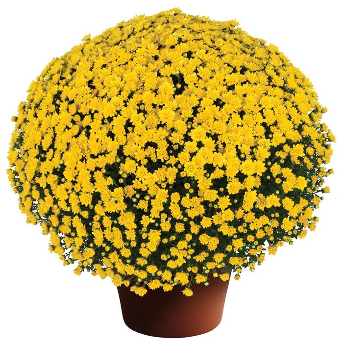 Chrysanthemum x morifolium Jacqueline™ '' (207630)