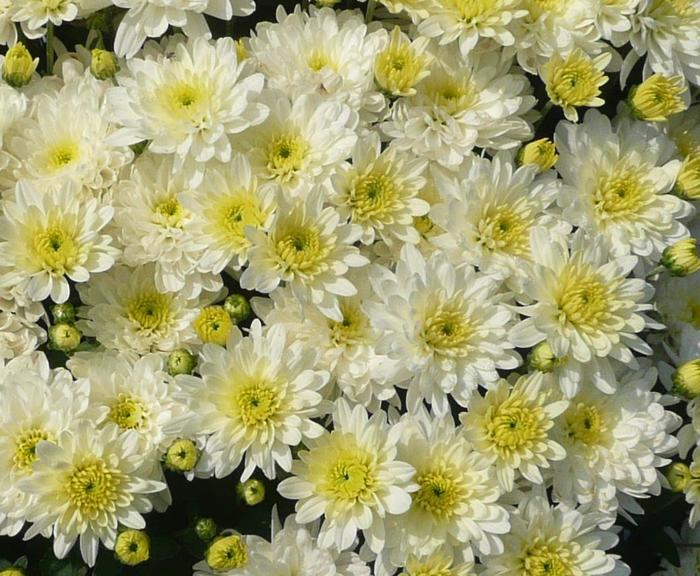 Chrysanthemum grandiflorum 'Moonglow White' (207634)