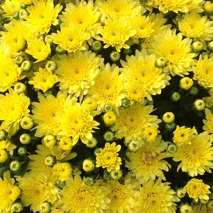 Chrysanthemum grandiflorum 'Moonglow Yellow' (207635)