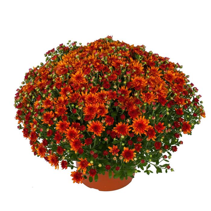 Chrysanthemum x morifolium 'Wanda™ Bronze' (207713)
