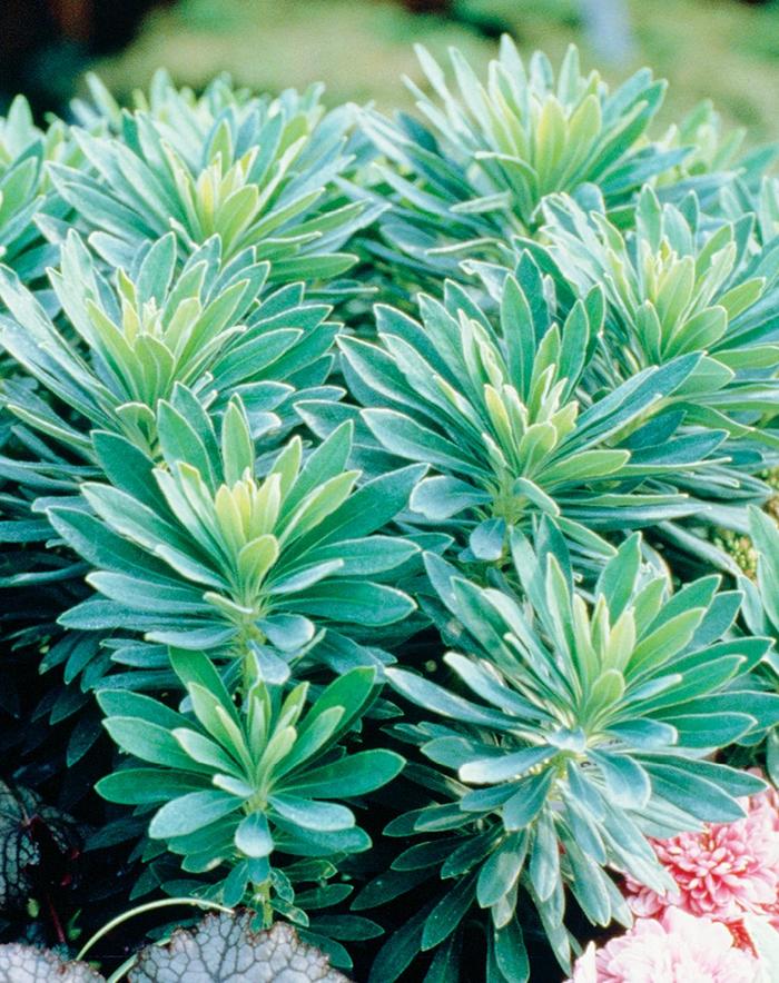 Euphorbia 'Despina' (208016)