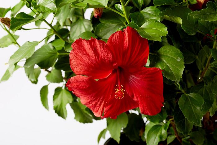 Hibiscus rosa-sinensis Hollywood™ 'First to Arrive™' (208619)