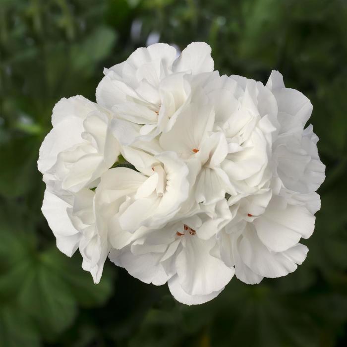 Pelargonium Calliope® Large White '' (208629)