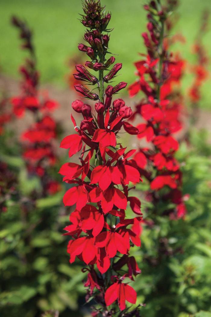 Kontrovers indenlandske Tilbagebetale Lobelia x speciosa 'Fan® Scarlet' Cardinal Flower from Garden Center  Marketing