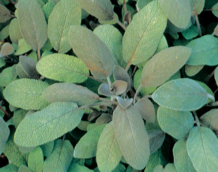 Salvia officinalis 'Purpurascens' (209985)