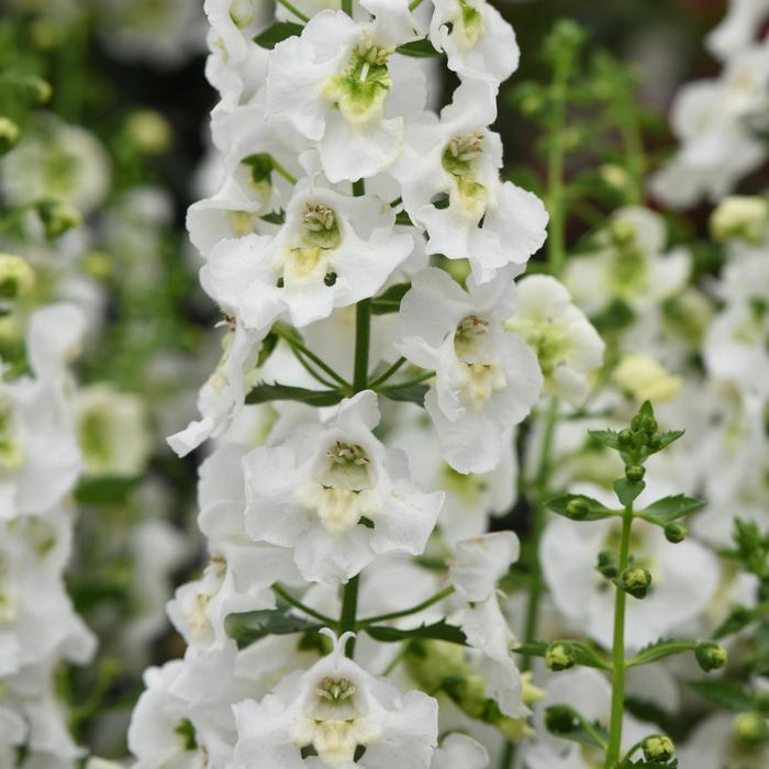 Angelonia angustifolia Archangel™ 'White Improved' (210964)