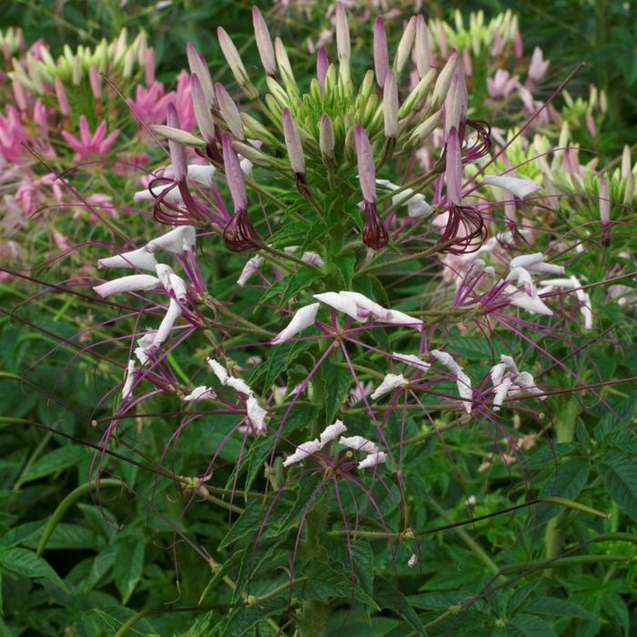 Cleome hassleriana 'Queen Lilac' (211523)