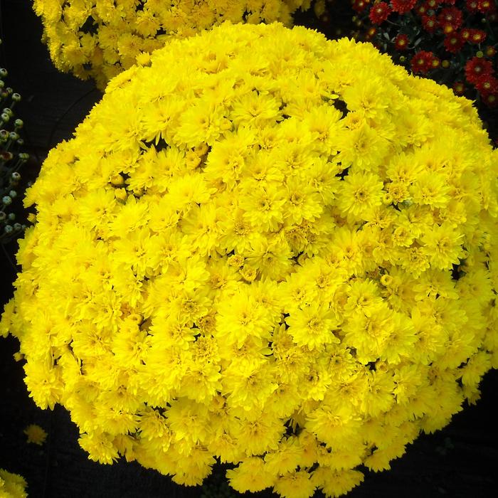 Chrysanthemum x morifolium 'Conaco Yellow' (211762)