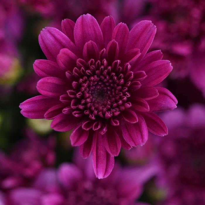 Chrysanthemum x morifolium 'Milkshake Cherry Purple' (211878)