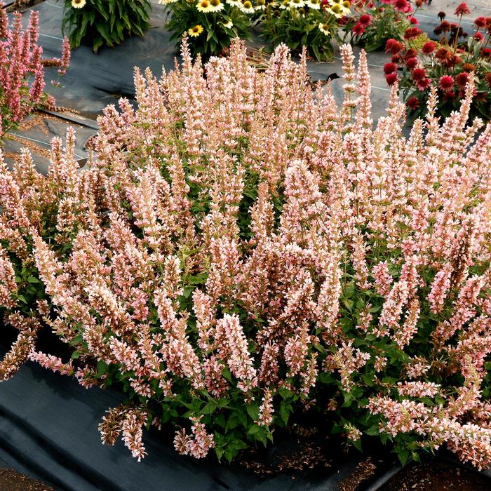 Agastache 'Pink Pearl' (212305)