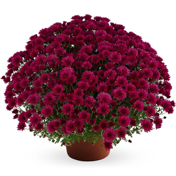 Chrysanthemum x morifolium Elizabeth™ 'Dark Pink' (212656)