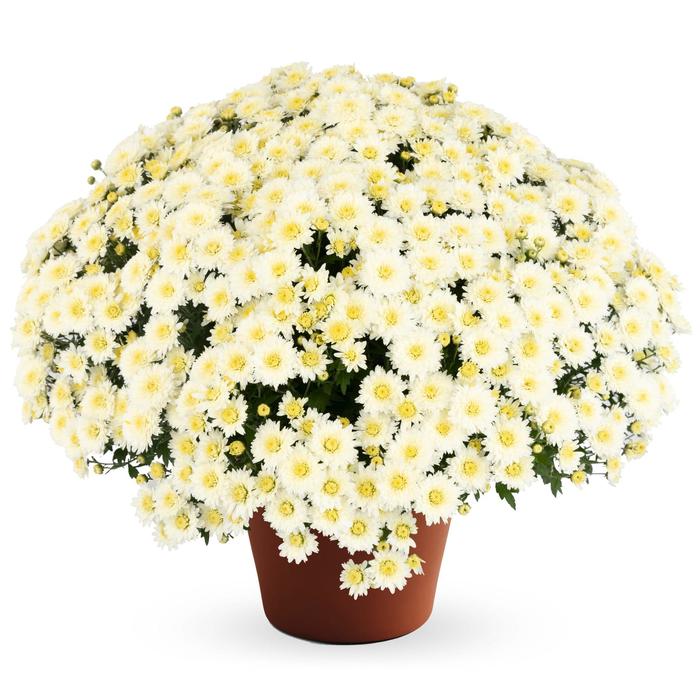 Chrysanthemum x morifolium Joan™ 'White' (212743)