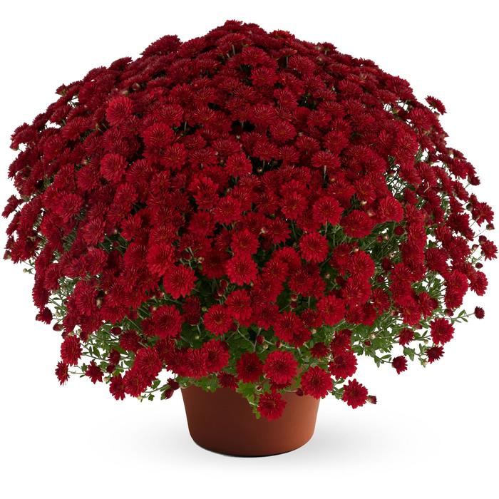 Chrysanthemum x morifolium Josephine™ 'Red' (212744)