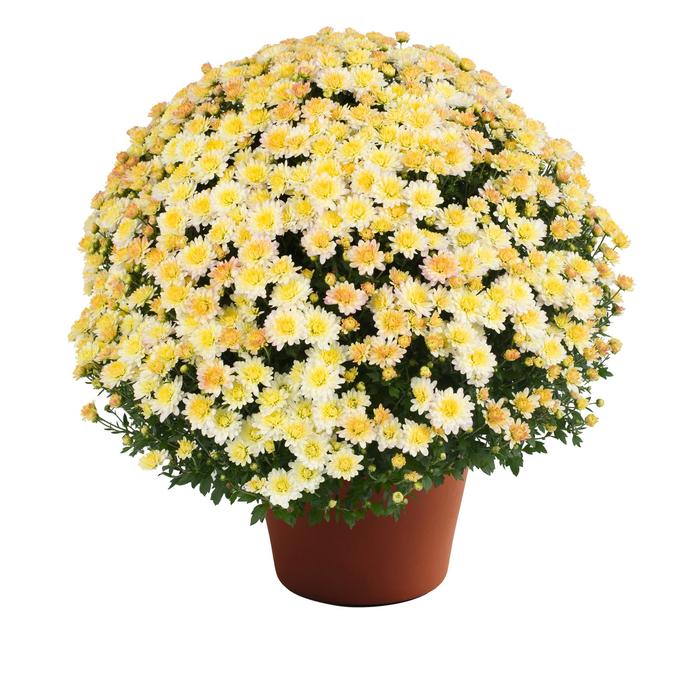 Chrysanthemum x morifolium 'Nikki™ Pearl' (212799)