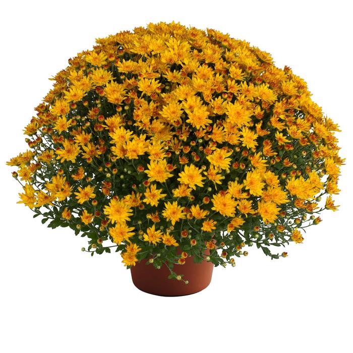 Chrysanthemum x morifolium Tina™ 'Gold' (212849)