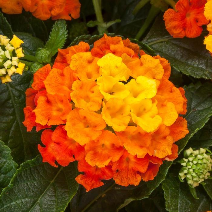 Bandana Cherry Lantana (Lantana camara 'Bante Cheria') in