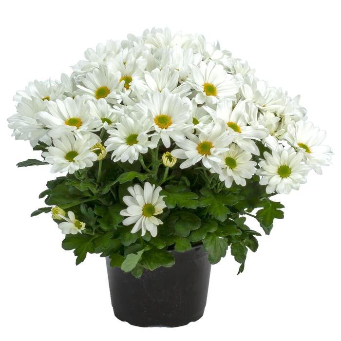 Chrysanthemum indicum 'Jacksonville™ White' (213716)