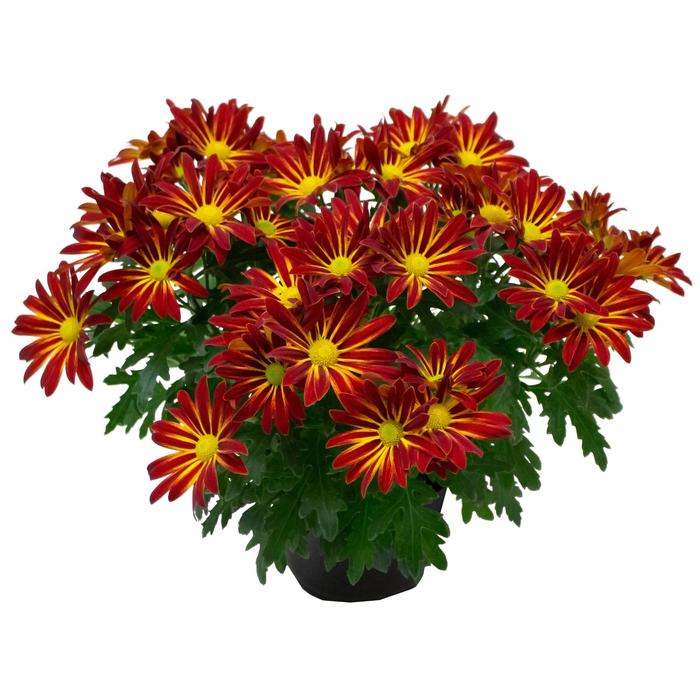 Chrysanthemum indicum 'Pelee™ Island' (213719)