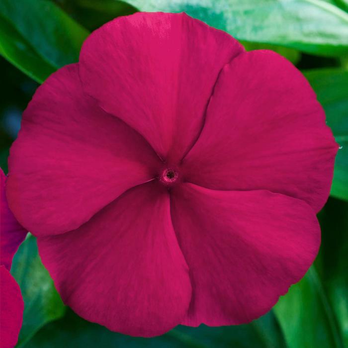 Catharanthus roseus Blockbuster™ 'Crimson' (213910)