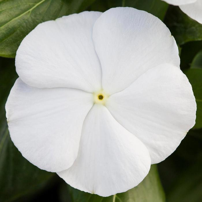 Catharanthus roseus Blockbuster™ 'White' (213917)