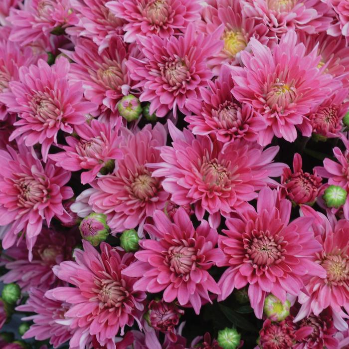 Chrysanthemum x morifolium 'Stellar Pink' (215532)