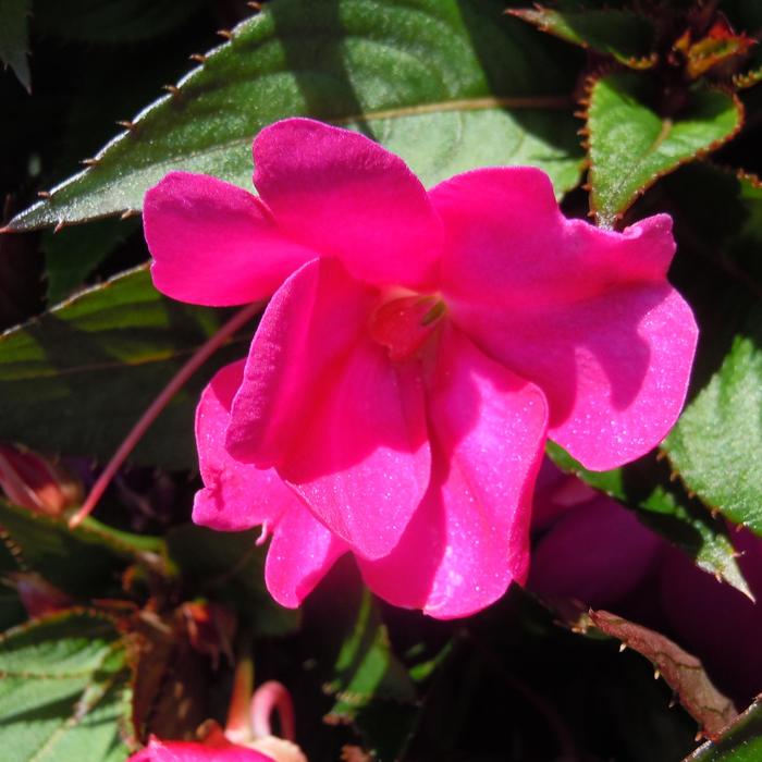 Impatiens Sol Luna™ 'Ultra Violet' Impatiens | Garden Center Marketing