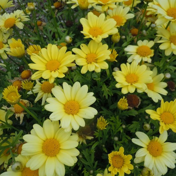Argyranthemum 'Beauty Yellow' (215856)
