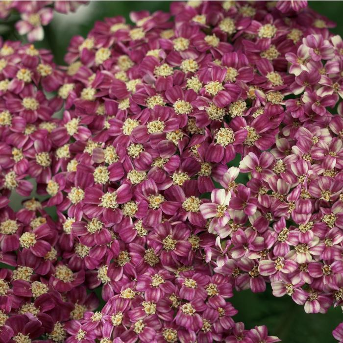 Desert Eve™ Deep Rose Yarrow, Achillea millefolium 'Desert Eve