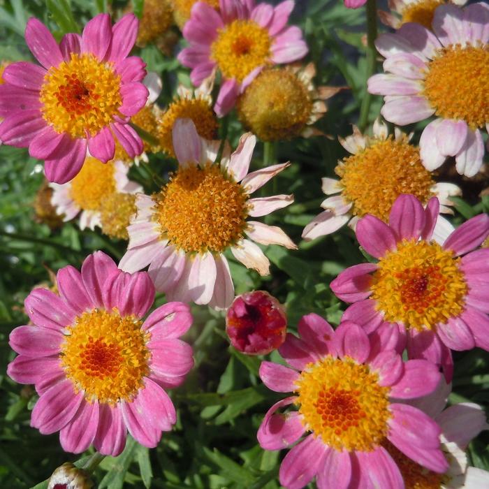 Argyranthemum frutescens Lollies™ 'Pink Pez' (215990)