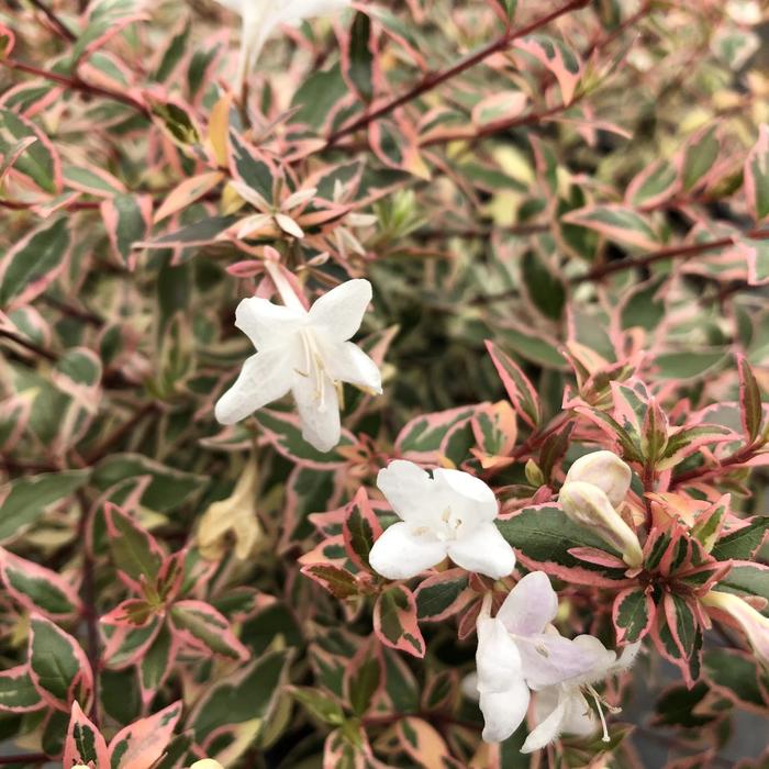 Abelia x grandiflora nana Suntastic™ 'Pink' (216484)