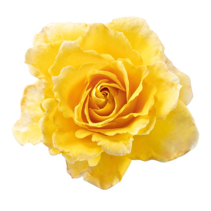Rosa Scentifall™ 'Lemon' (217538)