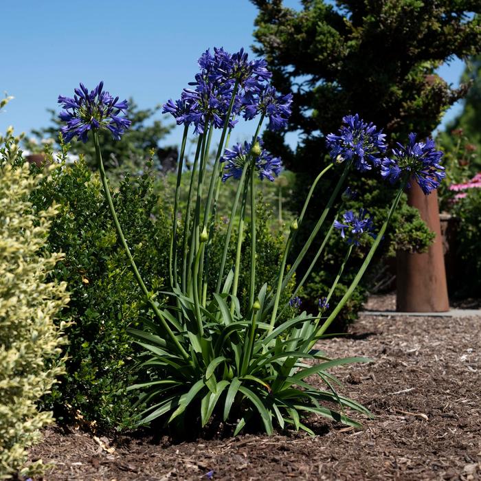 Agapanthus Blue 'African Lily