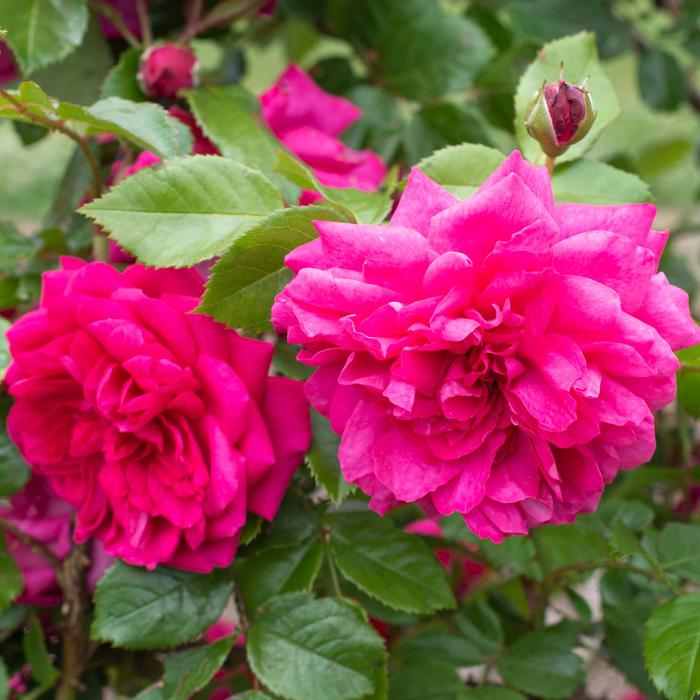 Rosa Arborose® 'Laguna™' KORadigel Climbing Rose | Garden Center Marketing